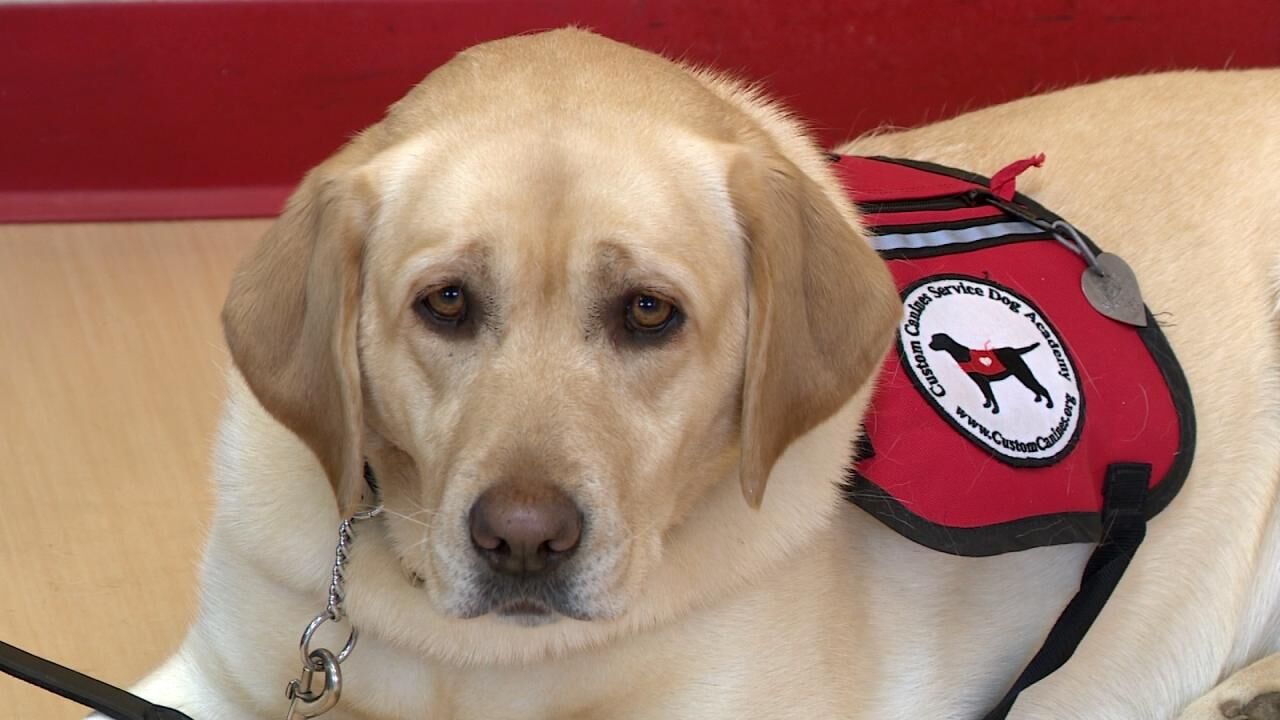 dsg-custom-canines_1493954154963_6665030_ver1-0.jpg
